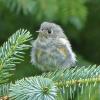 Ruby-crowned-Kinglet-fledgling-July-15-2015