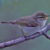 arctic-warbler-2-singing