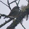 golden-crowned-kinglet-feeding-amongst-lichens