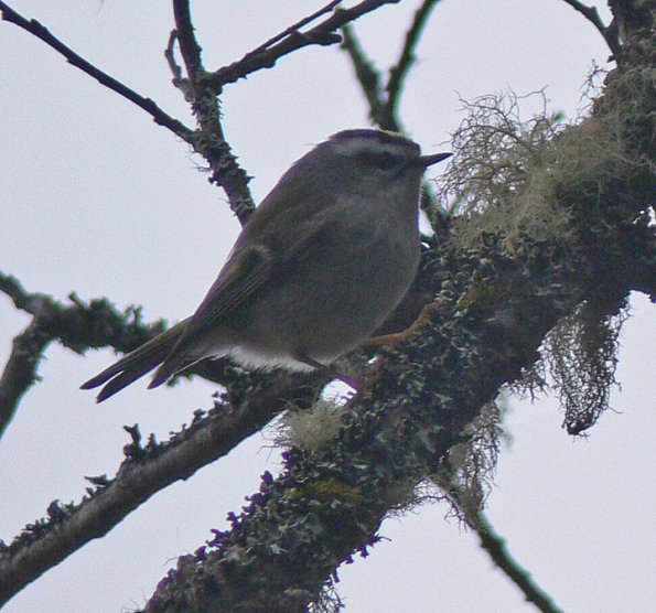 golden-crowned-kinglet-feeding-amongst-lichens