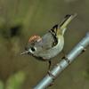 ruby-crowned-kinglet-adult-male