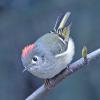 ruby-crowned-kinglet-adult-male_1366347840