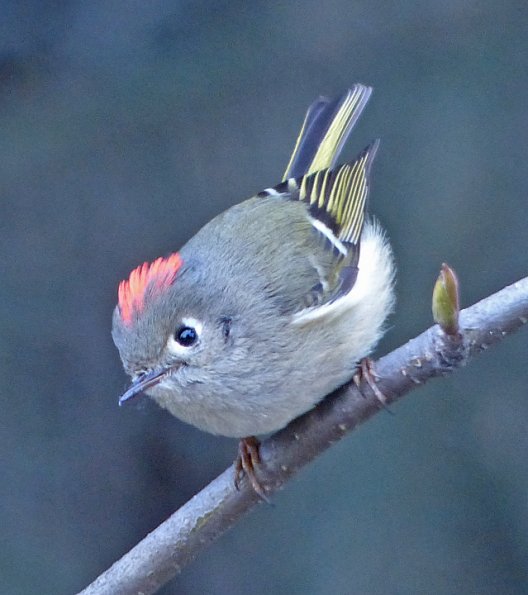 ruby-crowned-kinglet-adult-male_1366347840