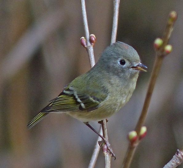 ruby-crowned-kinglet-adult