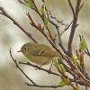 ruby-crowned-kinglet-alpine-above-tram-may-30