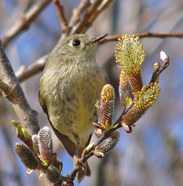ruby-crowned-kinglet-front-view