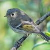 ruby-crowned-kinglet-juvenile