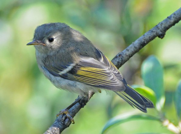 ruby-crowned-kinglet-juvenile