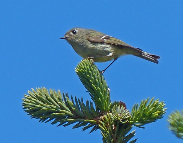 ruby-crowned-kinglet-on-sitka-spruce