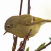 ruby-crowned-kinglet-portrait-alpine-above-tram