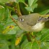 ruby-crowned-kinglet-searching-willow-leaves-for-insects