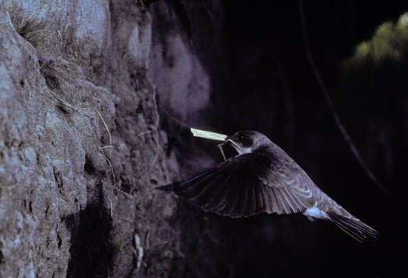 bank-swallow-flying-to-nest