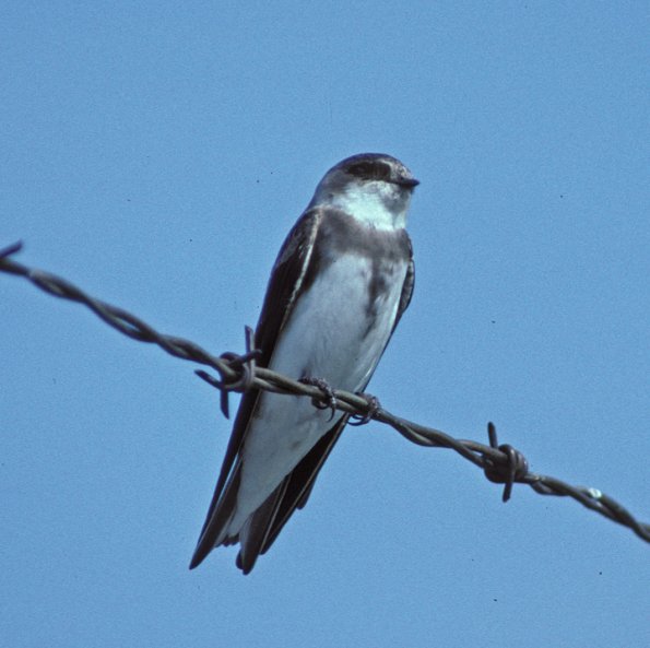 bank-swallow-portrait