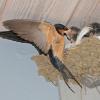 barn-swallow-chick-being-fed-at-nest-2