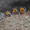 barn-swallow-chicks-begging-at-nest