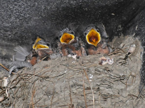 barn-swallow-chicks-begging-at-nest