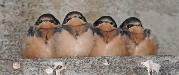 barn-swallow-chicks-waiting-to-be-fed