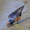 barn-swallow-gathering-mud-for-nest