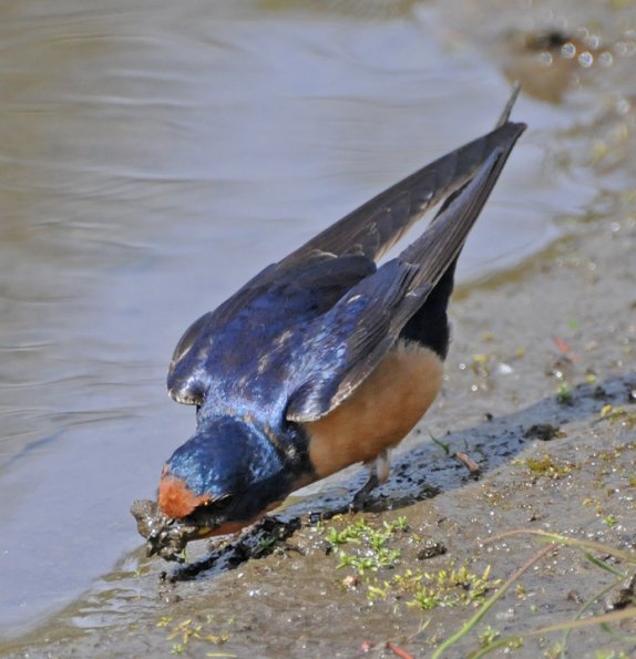 barn-swallow-gathering-mud-for-nest
