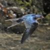 barn-swallow-in-flight-1
