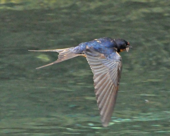 barn-swallow-in-flight-with-insect