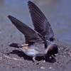 cliff-swallow-gathering-mud-for-nest