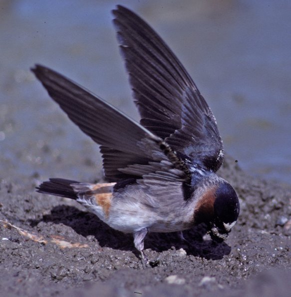 cliff-swallow-gathering-mud-for-nest