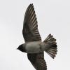 cliff-swallow-in-flight-1