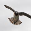 cliff-swallow-in-flight-2
