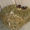 cliff-swallows-at-nest