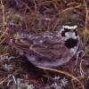 horned-lark-2