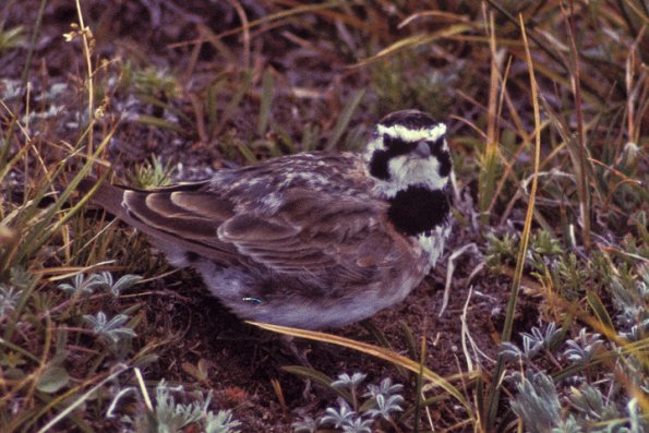 horned-lark-2