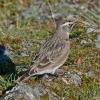 horned-lark-4