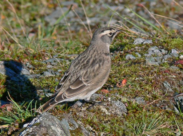 horned-lark-4