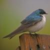 tree-swallow-adult-1