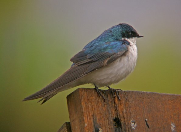tree-swallow-adult-1
