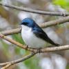 tree-swallow-adult-2