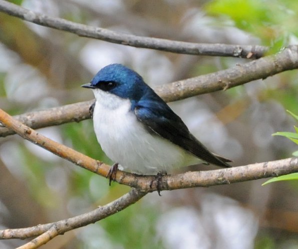 tree-swallow-adult-2