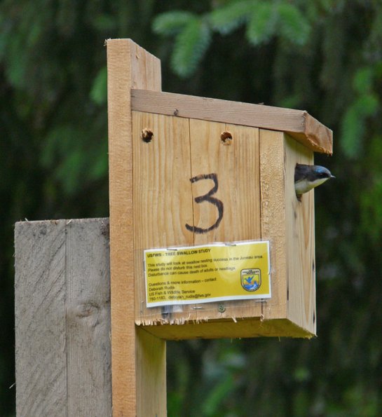 tree-swallow-adult-with-box