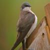 tree-swallow-immature