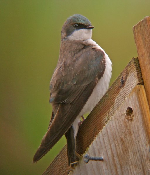 tree-swallow-immature