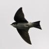 tree-swallow-in-flight-1