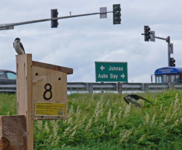 tree-swallow-nesting-box-pioneer-marsh