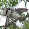 tree-swallow-young-being-fed