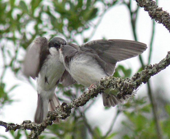 tree-swallow-young-being-fed