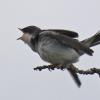 tree-swallow-youngster-begging