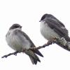 tree-swallow-youngsters