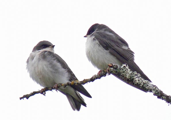 tree-swallow-youngsters