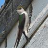 violet-green-swallow-adult-at-nest