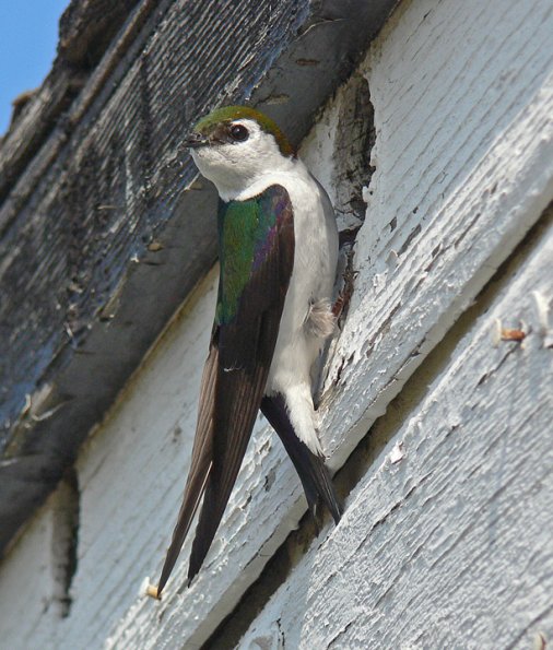 violet-green-swallow-adult-at-nest
